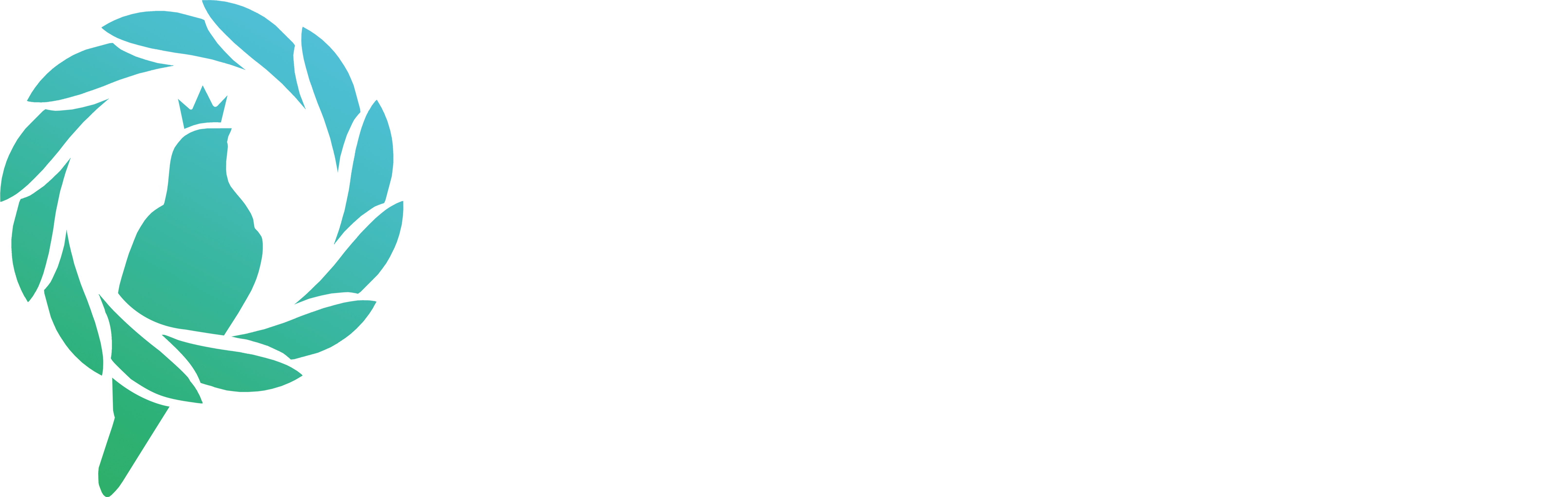 鸽羽林信鸽